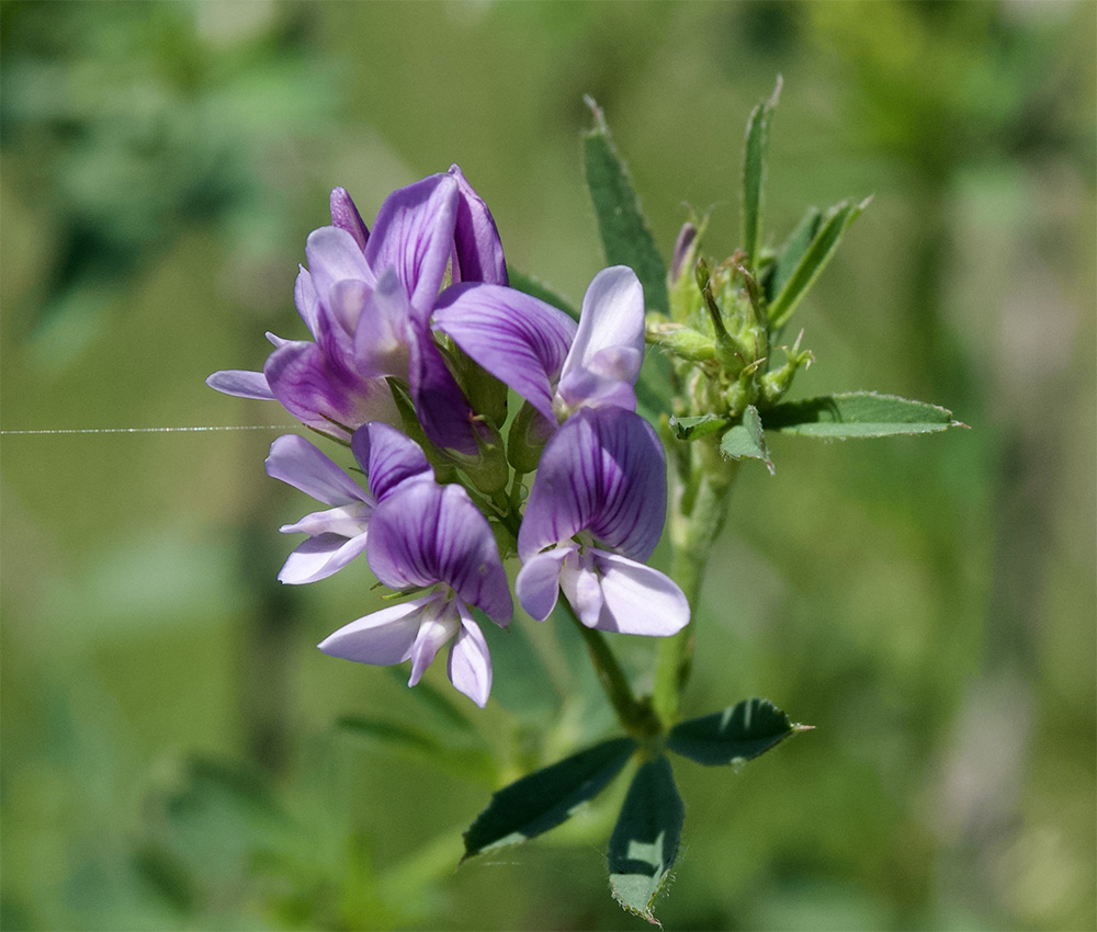 Medicago sativa 