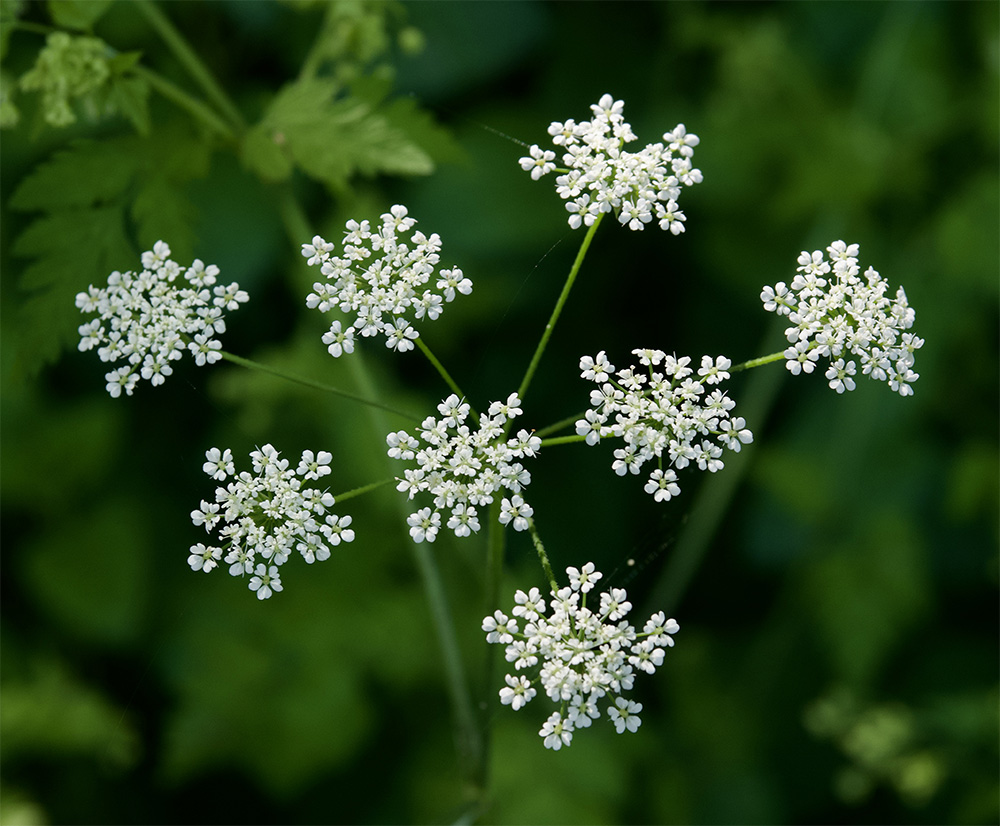Chaerophyllum temulum