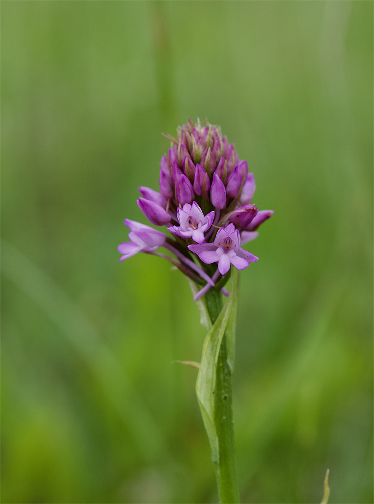 Anacamptis pyramidalis