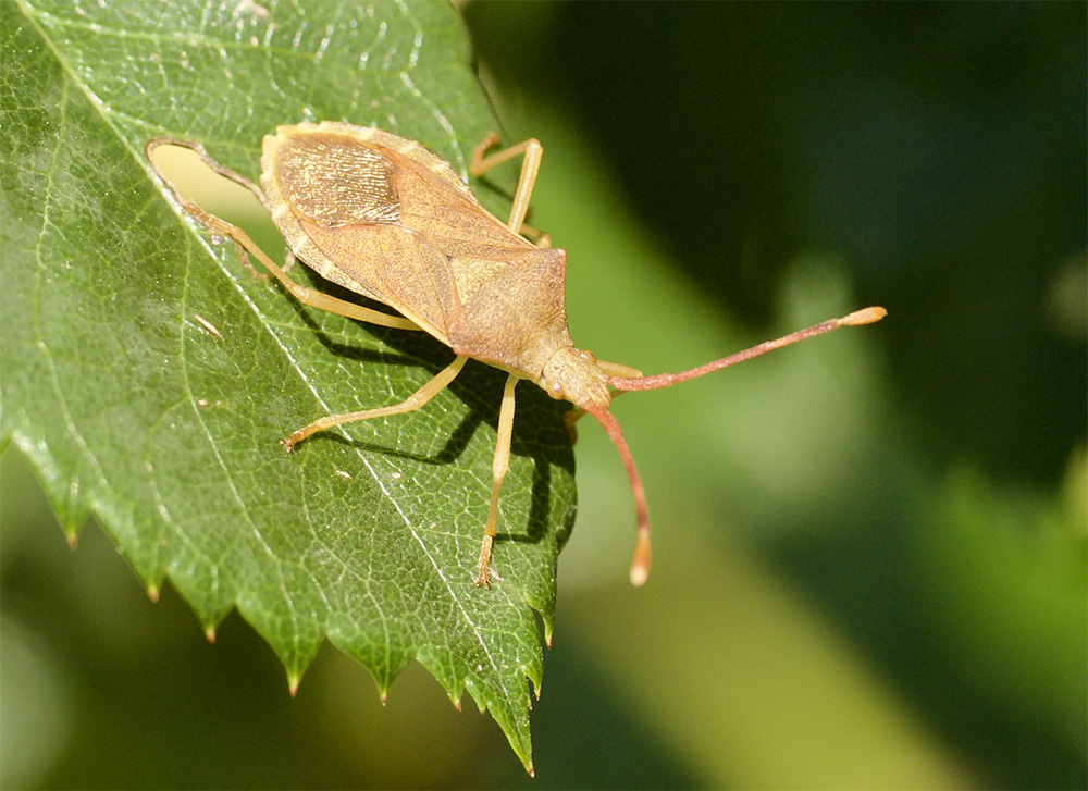 Gonocerus acuteangulatus    