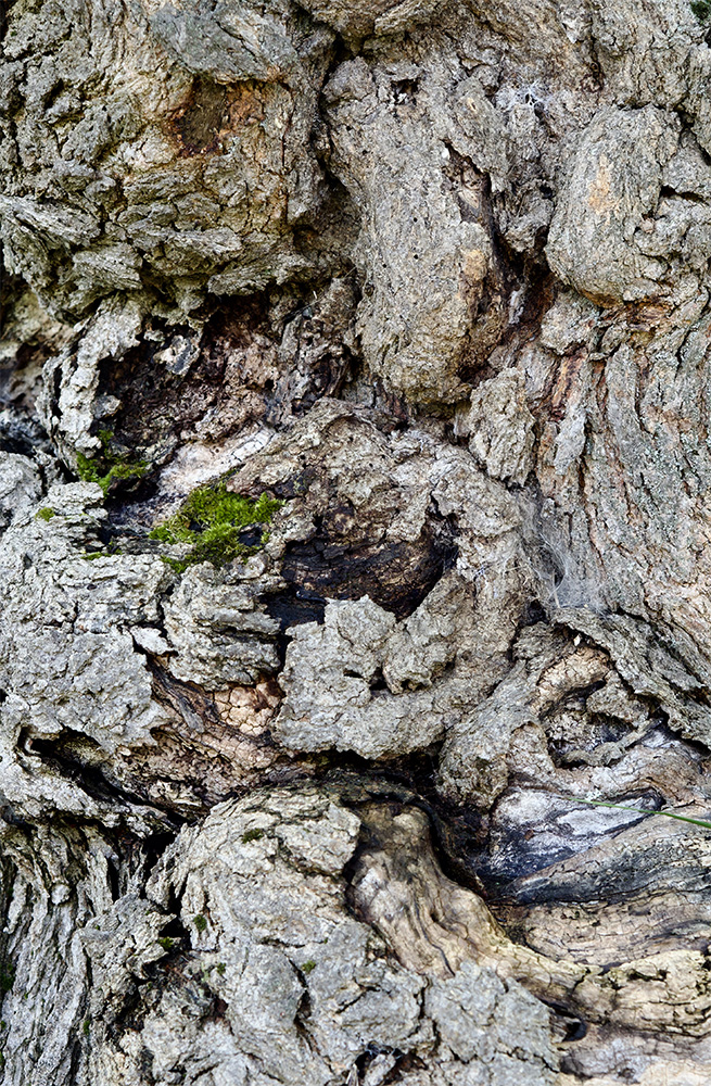 Bark