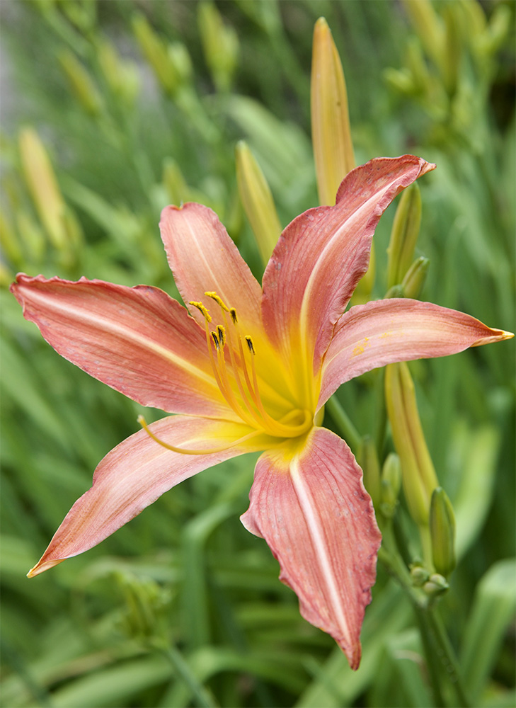 Hemerocallis 