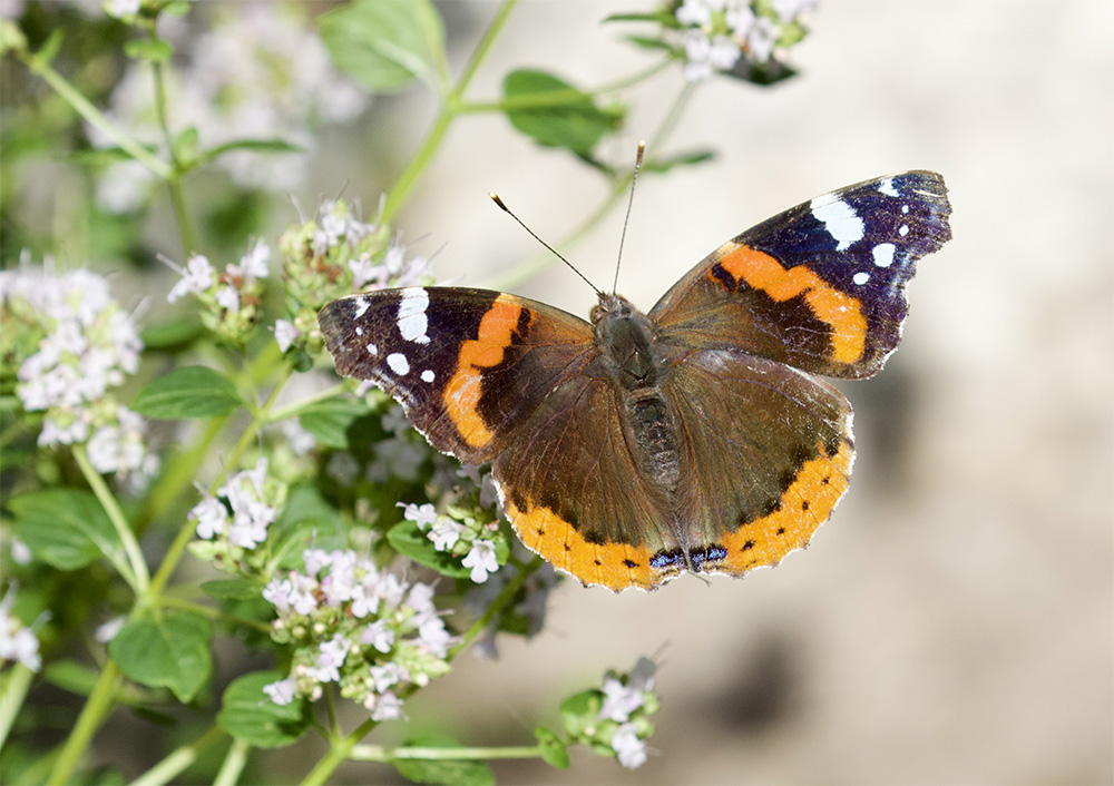 Vanessa atalanta