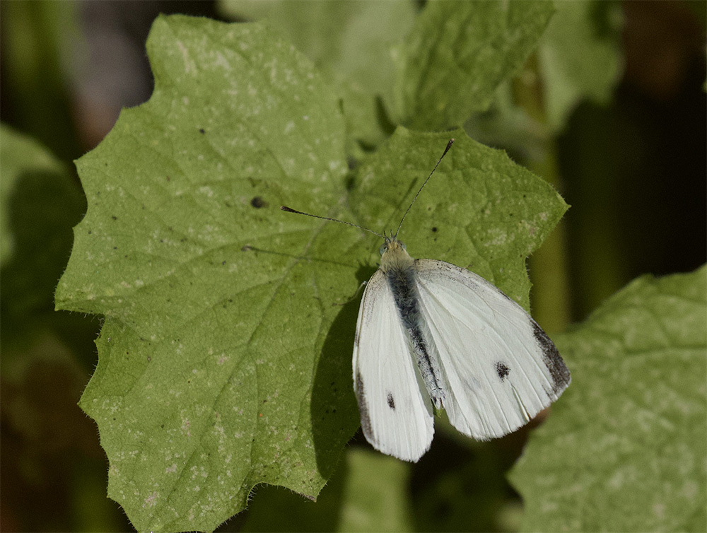 Pieris rapae