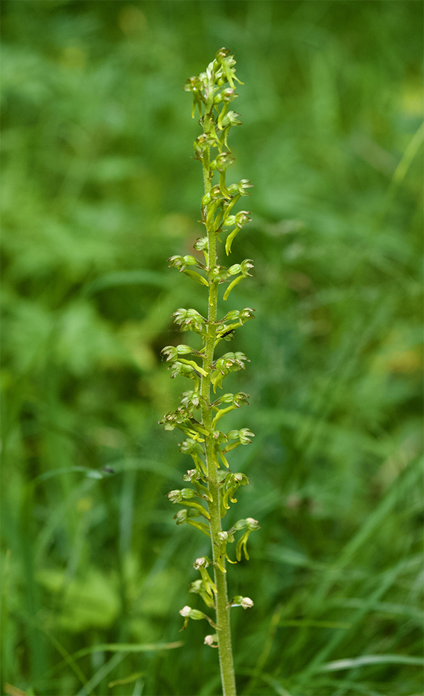 Listera ovata  