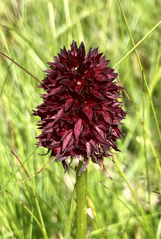 Gymnadenia rhellicani 