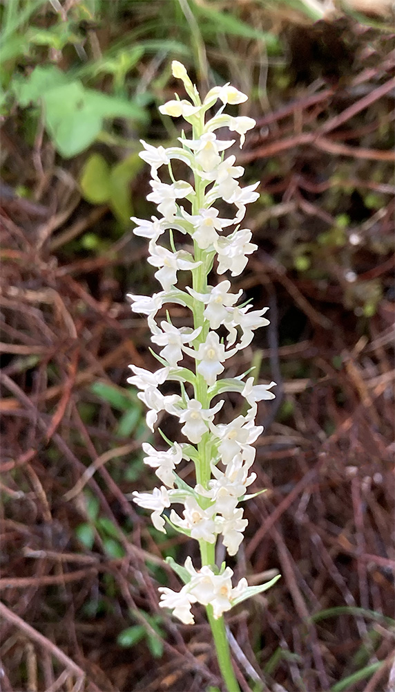 Gymnadenia odoratissima 