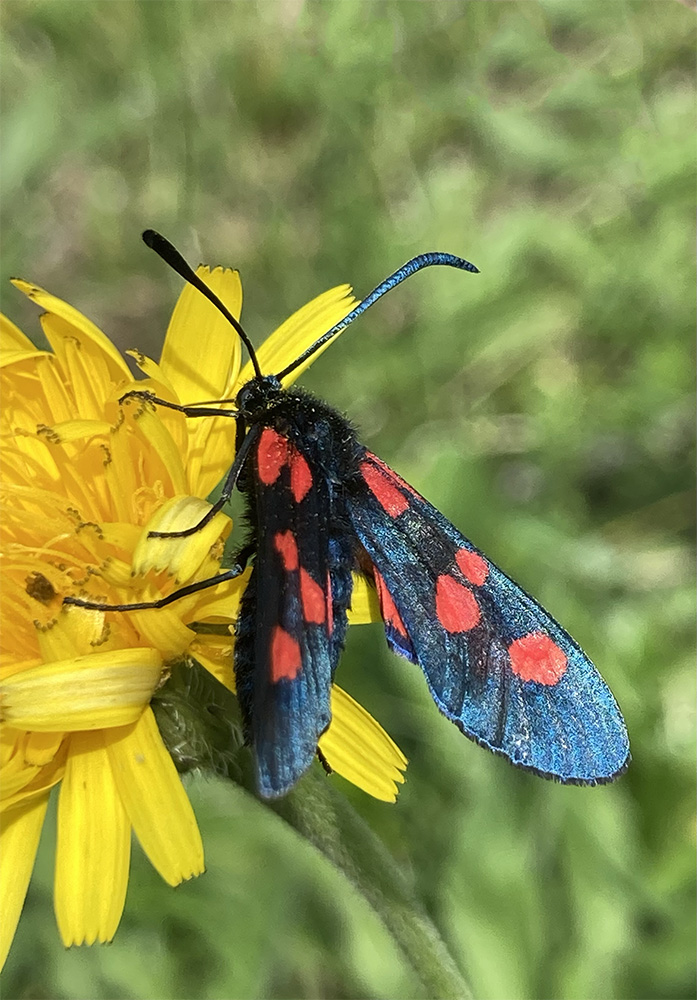 Zygaena trifolii    