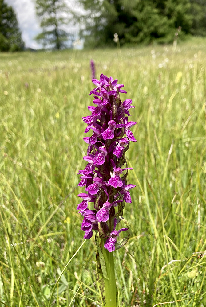 Dactylorhiza majalis alpestris 