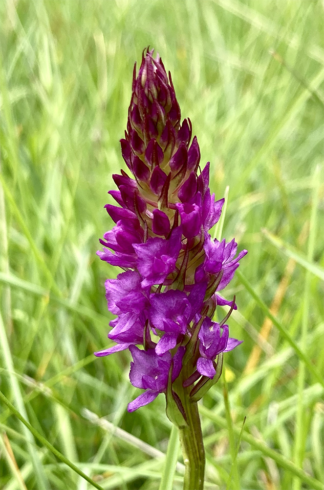 xGymnigritella suaveolens 