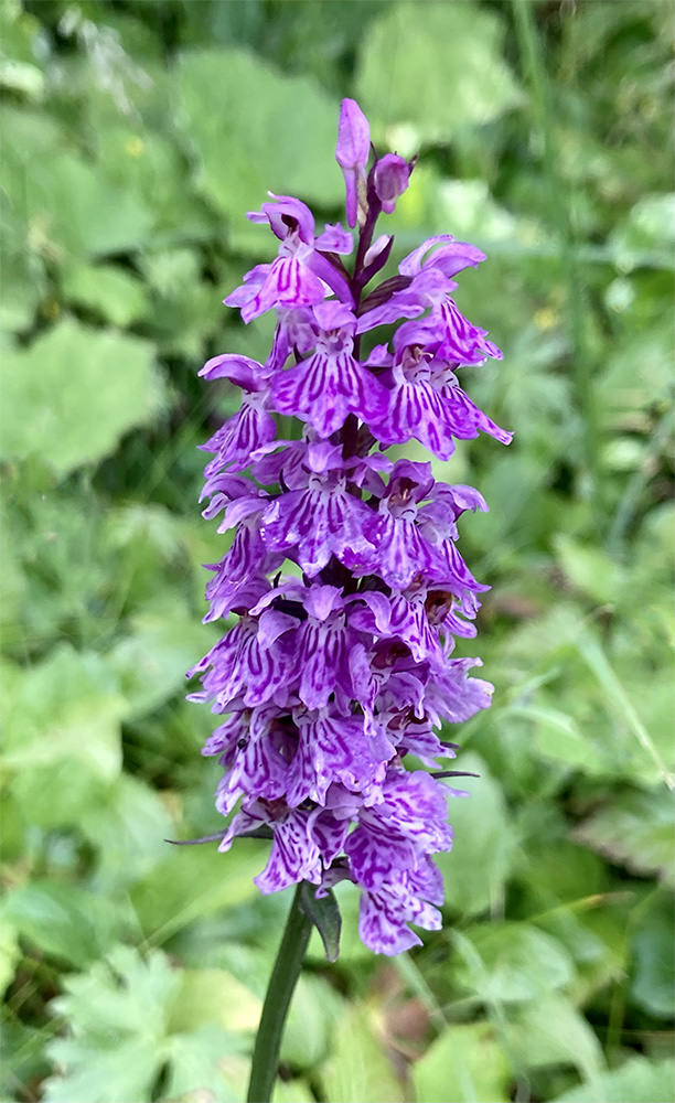 Dactylorhiza fuchsii 