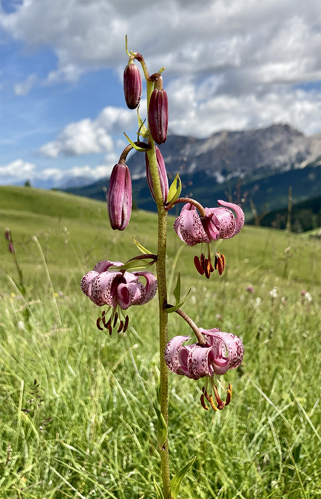 Lilium martagon 