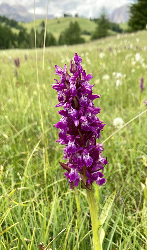 Dactylorhiza majalis alpestris 