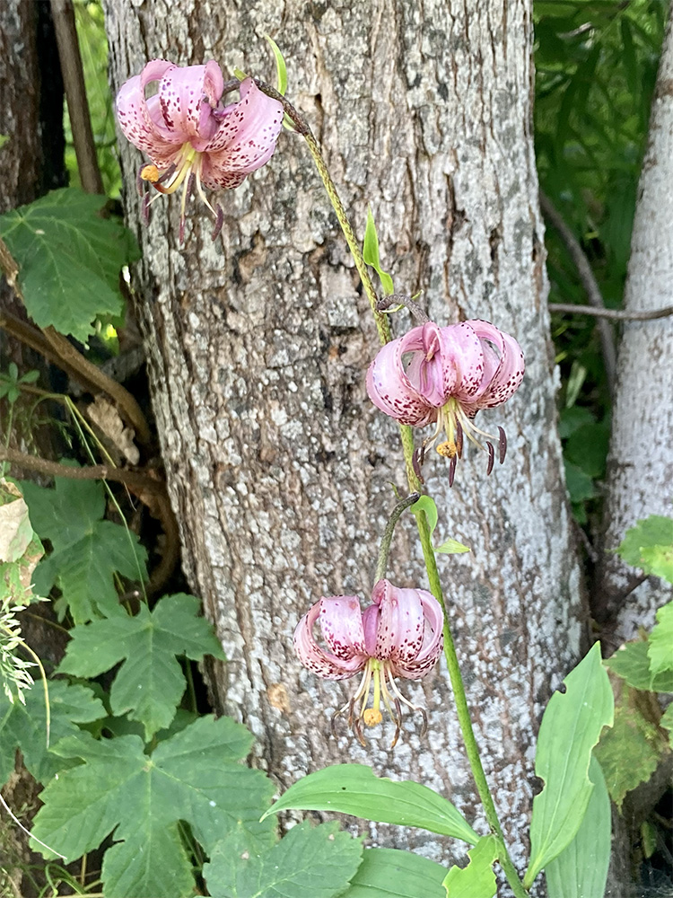 Lilium martagon 