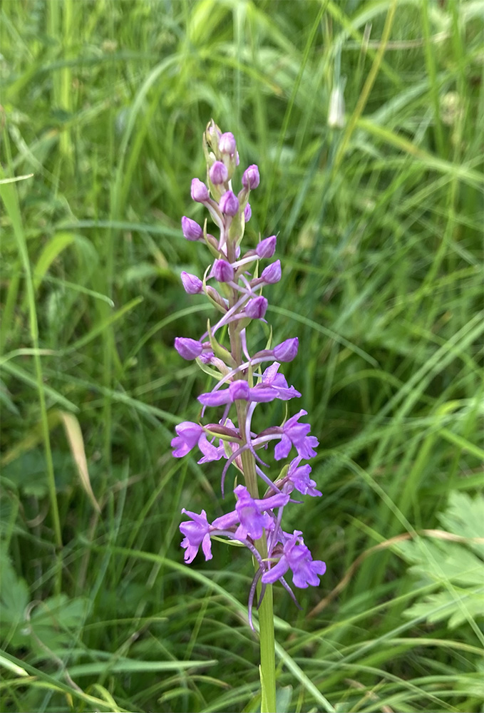 Gymnadenia conopsea 