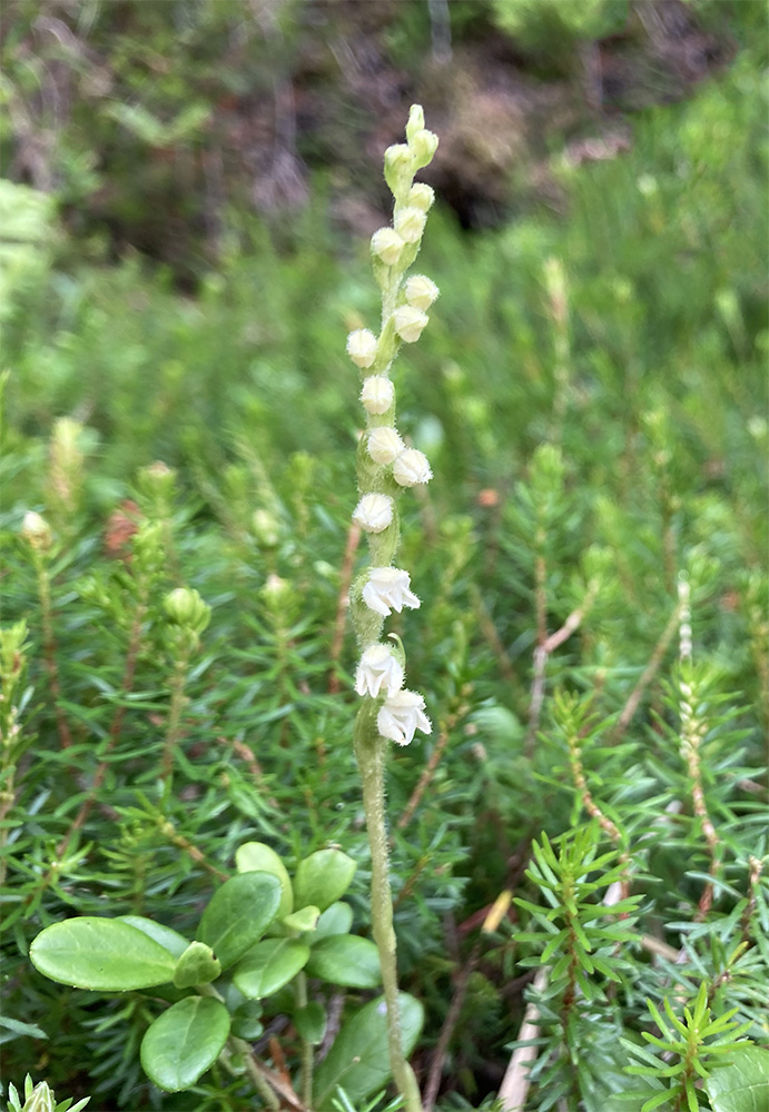 Goodyera repens  