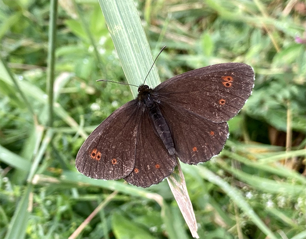Erebia euryale