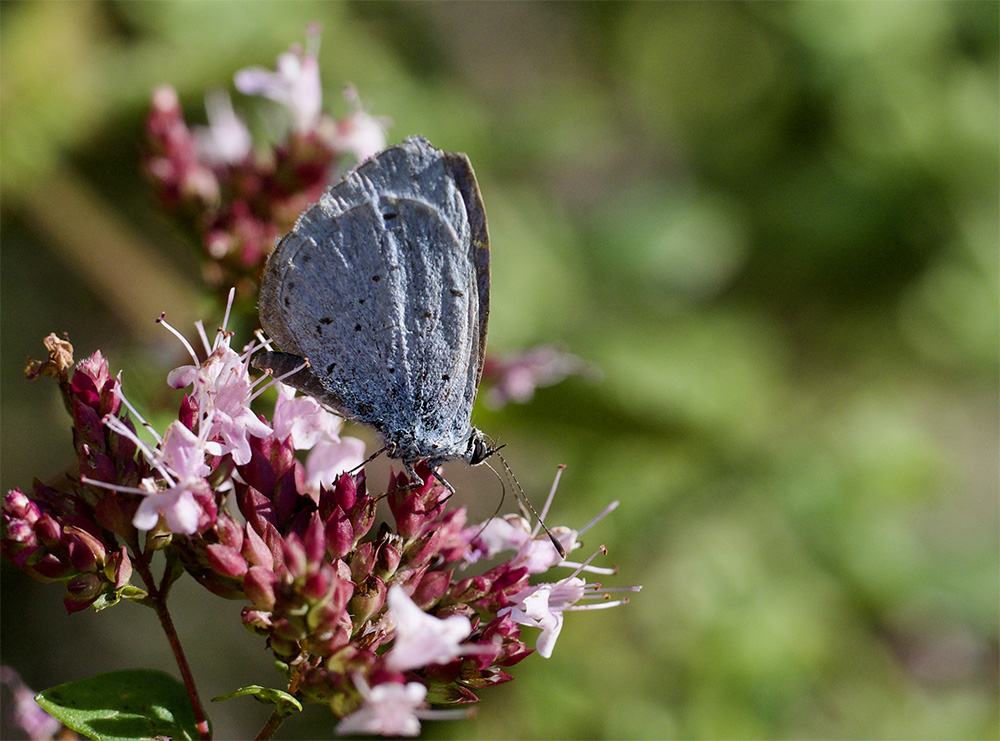 Celastrina argeolus 