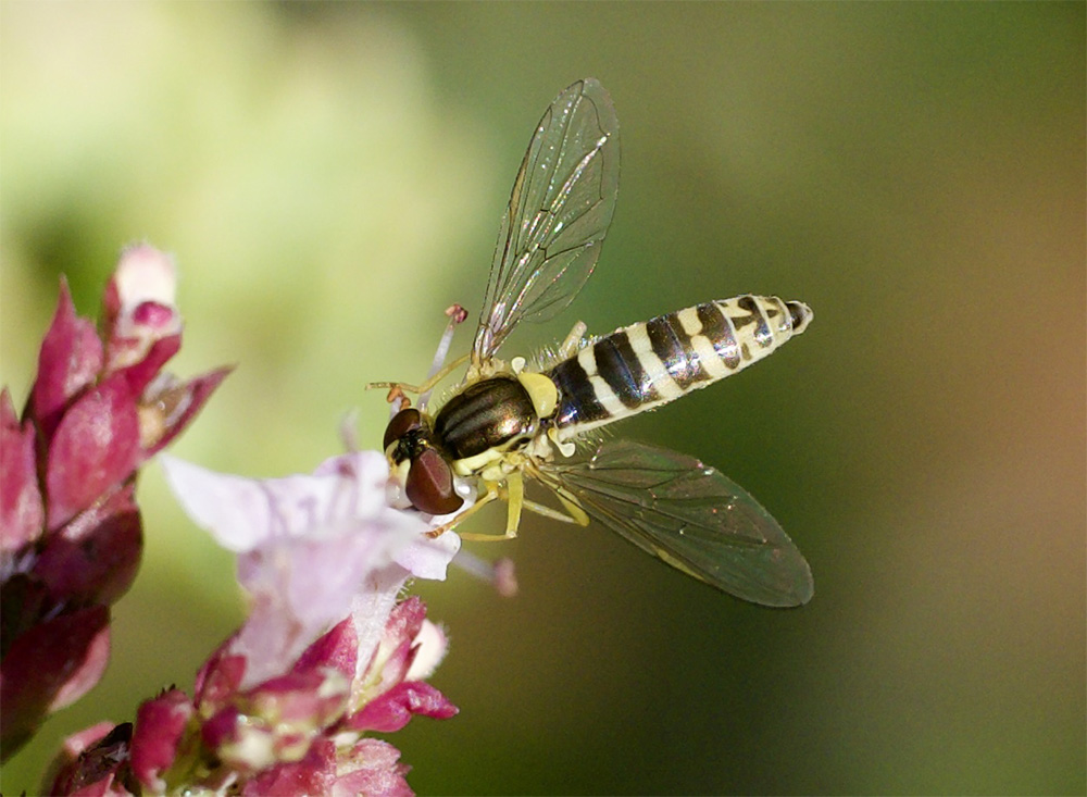Sphaeropharia spec.