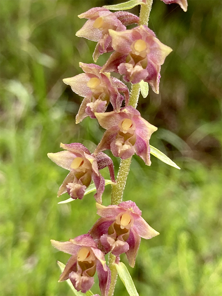 Epipactis atrorubens 