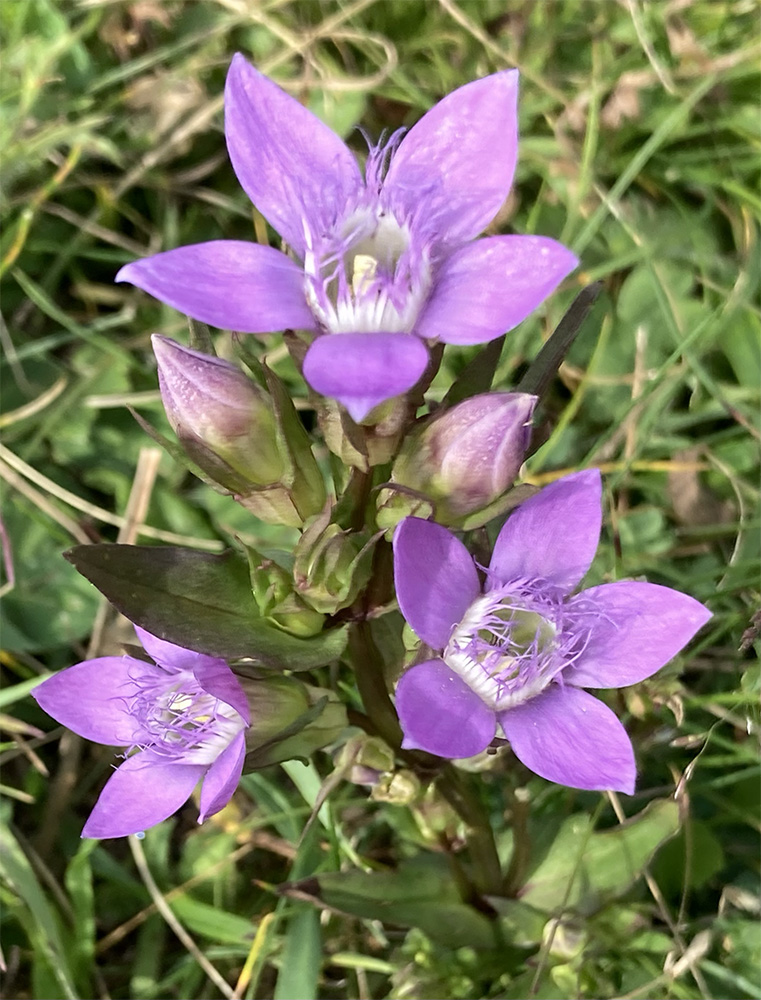 Gentianella germanica 