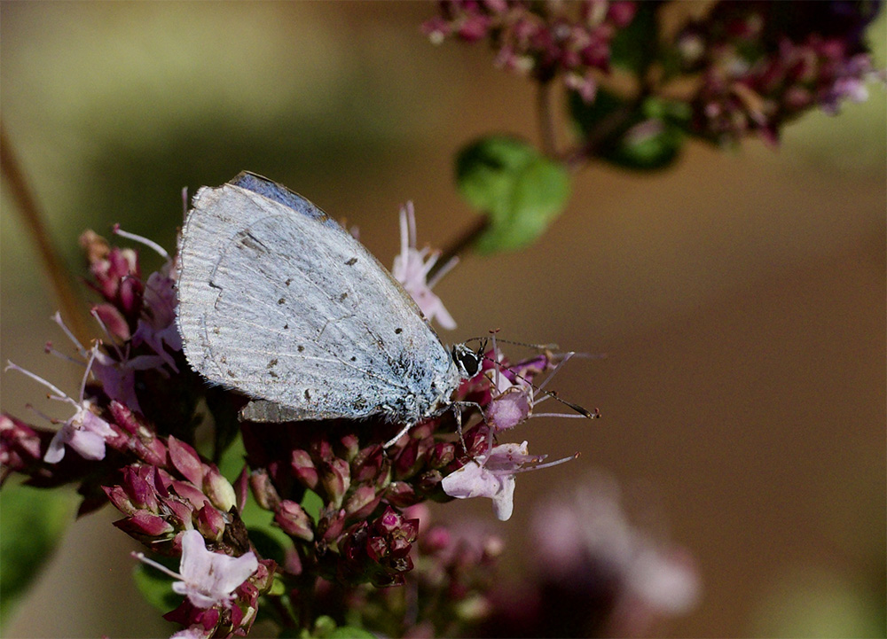 Celastrina argeolus 
