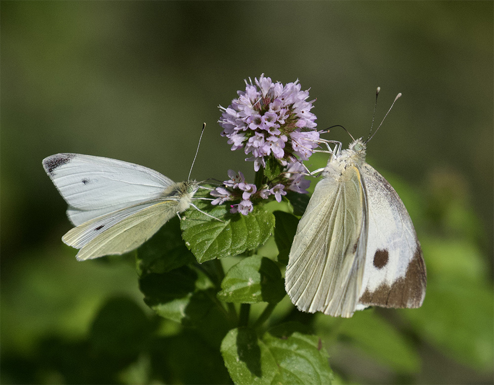 Pieris rapae et P. brassicae