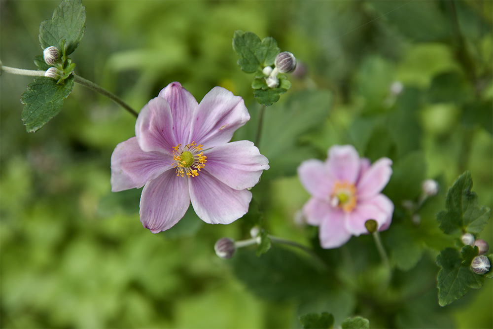 Anemone