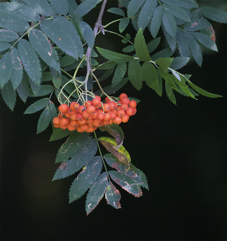 Sorbus aucuparia 