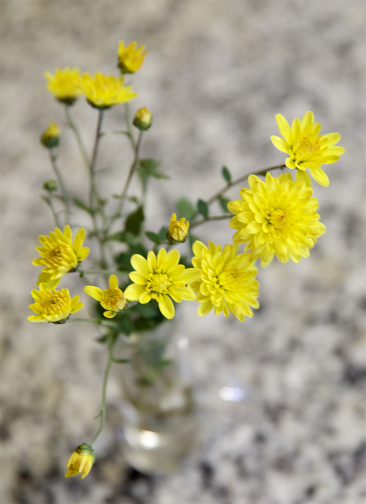 Chrysanthemum