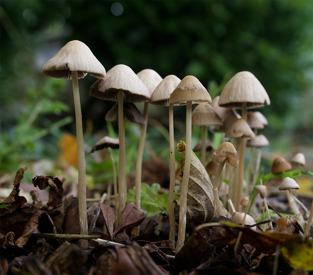Psathyrella conopilus