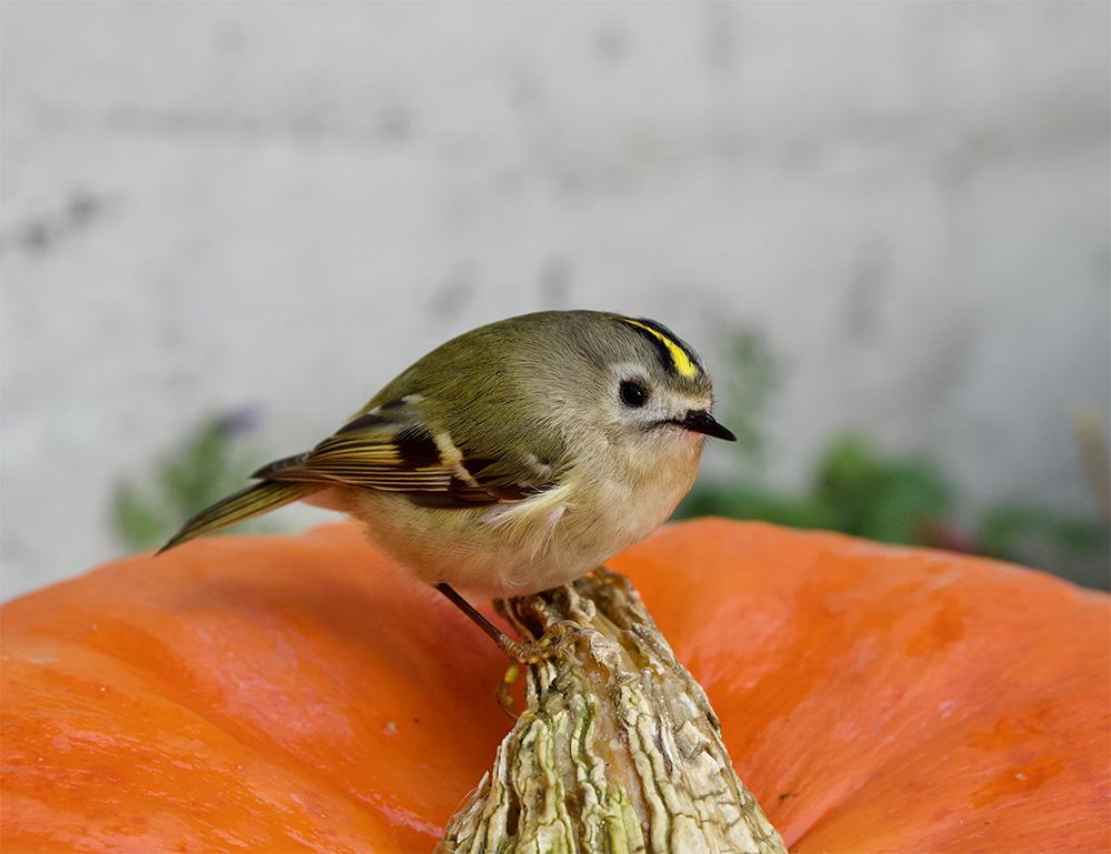 Goldcrest 