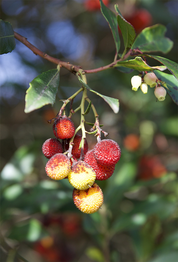 Arbutus unedo
