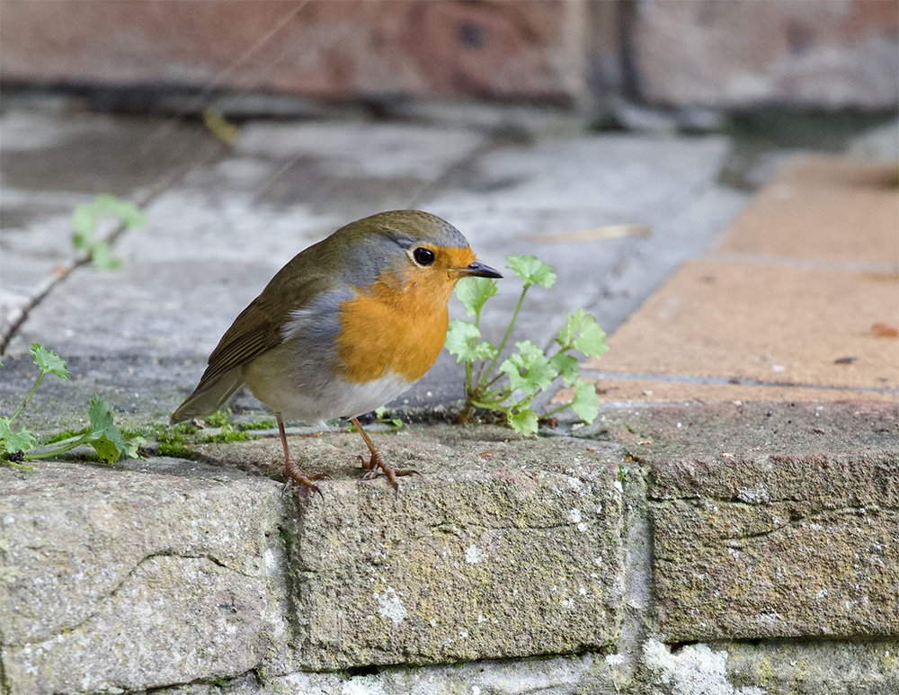 Robin 