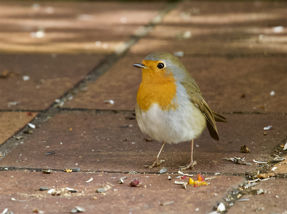 Robin 