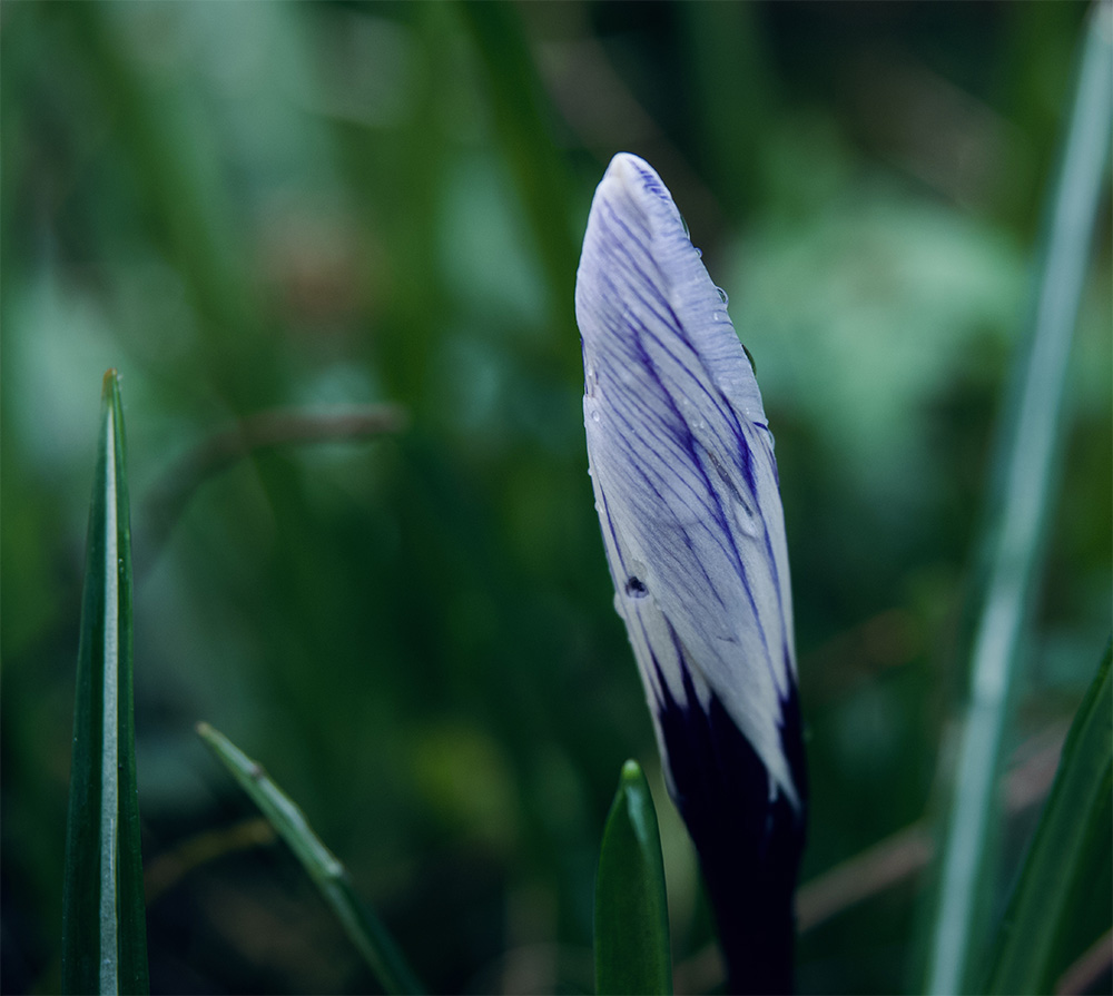 Crocus vernus