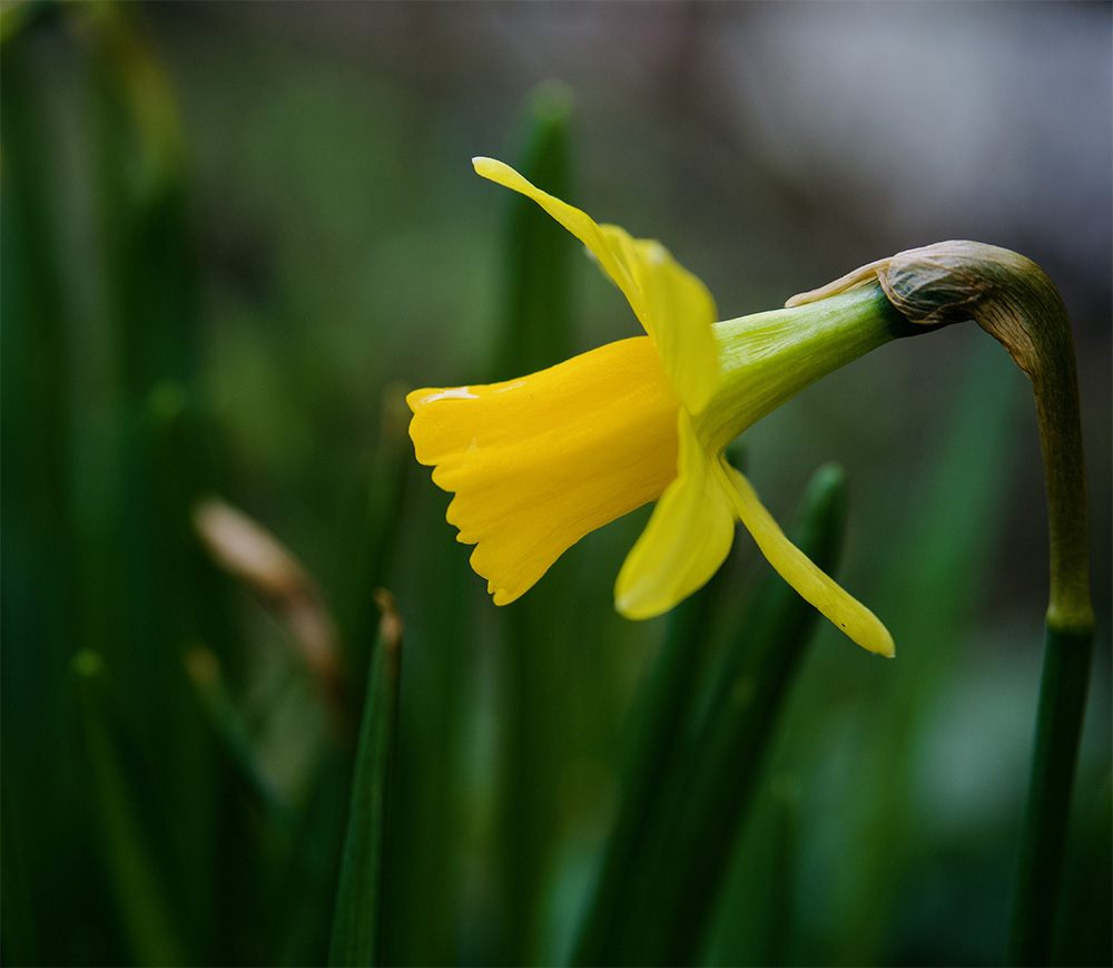 Daffodil