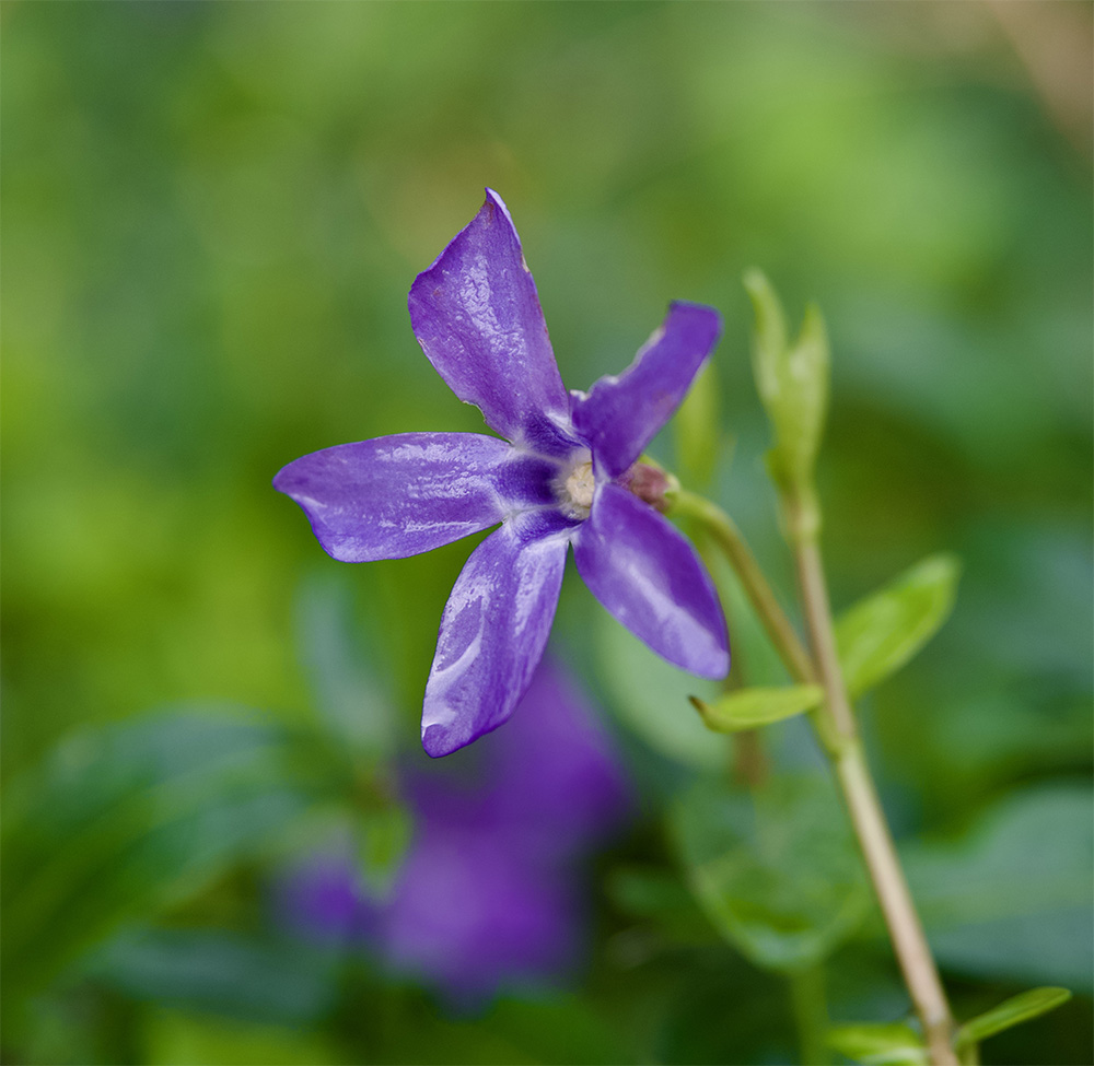 Vinca minor 