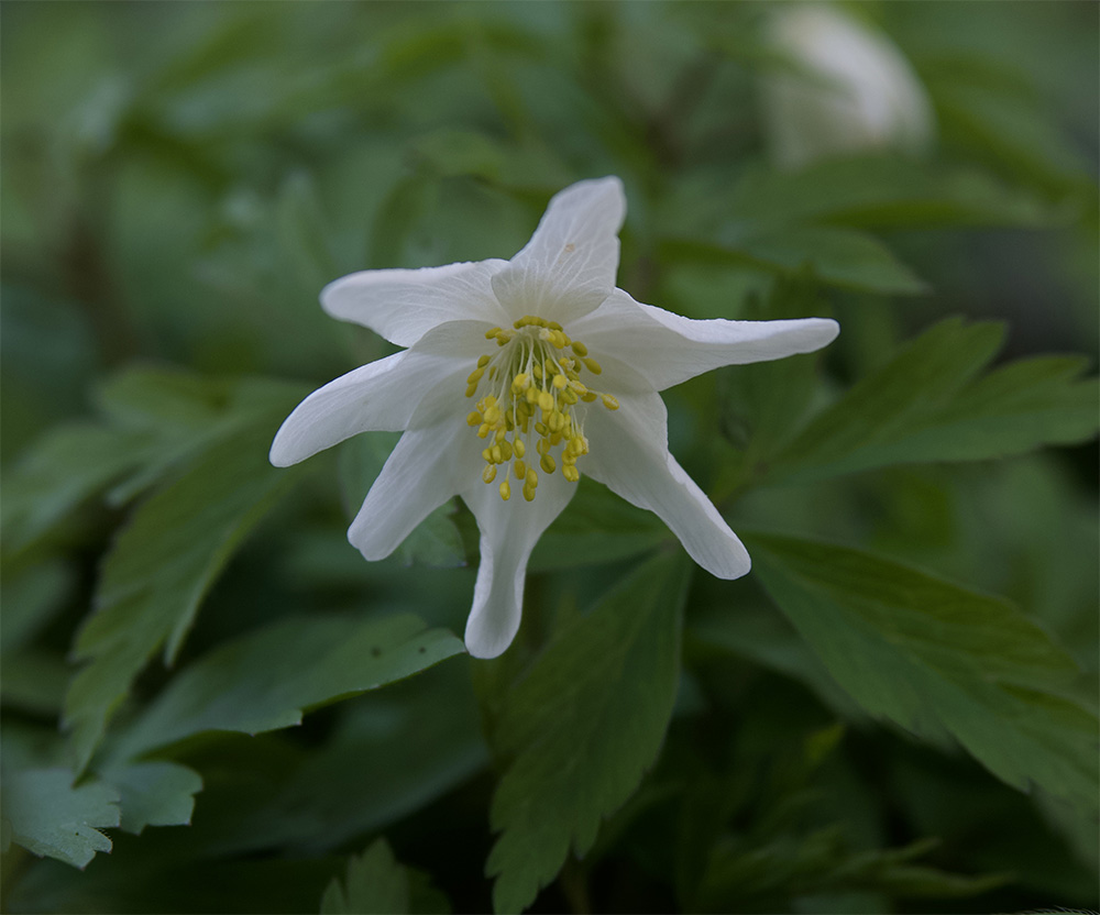Anemone nemorosa 