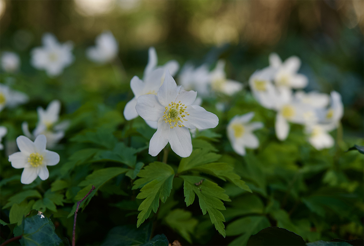 Anemone nemorosa 