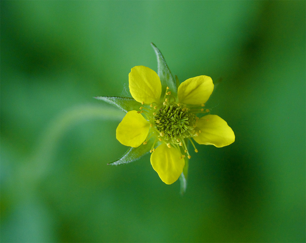 Geum urbanum
