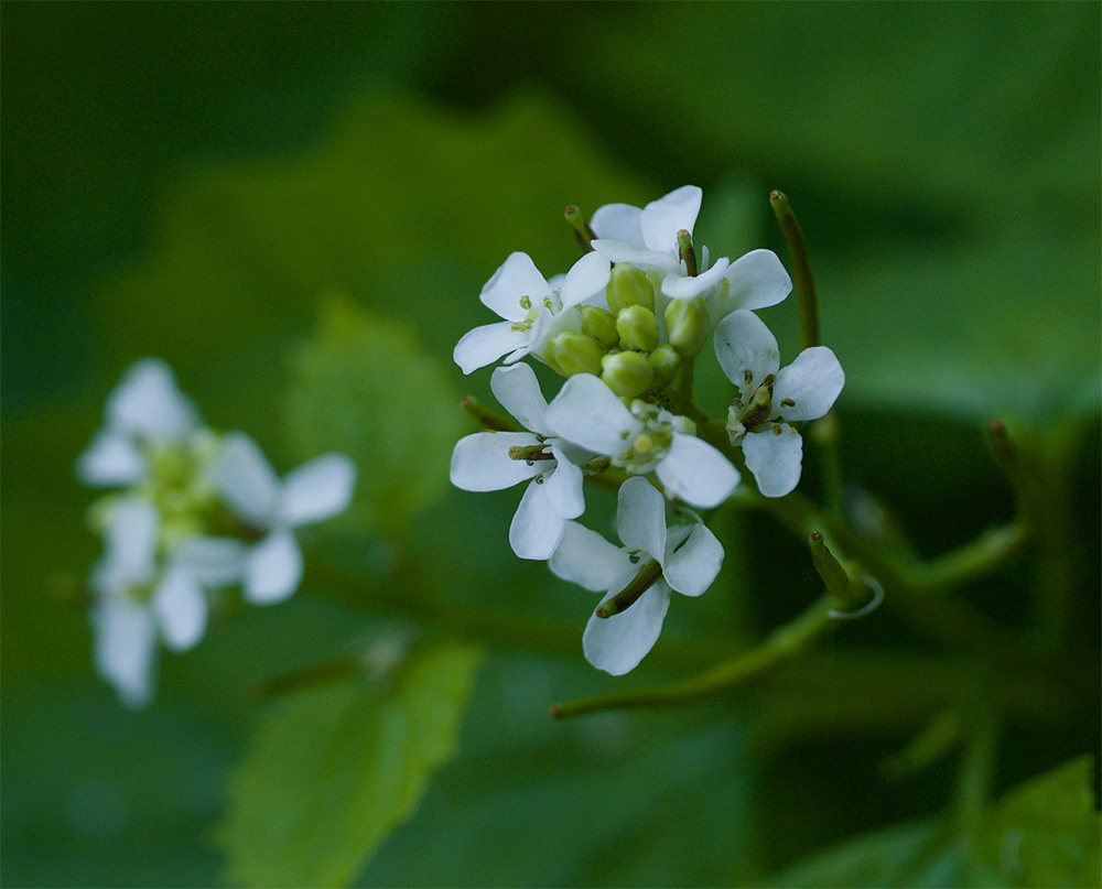 Alliaria petiolata 