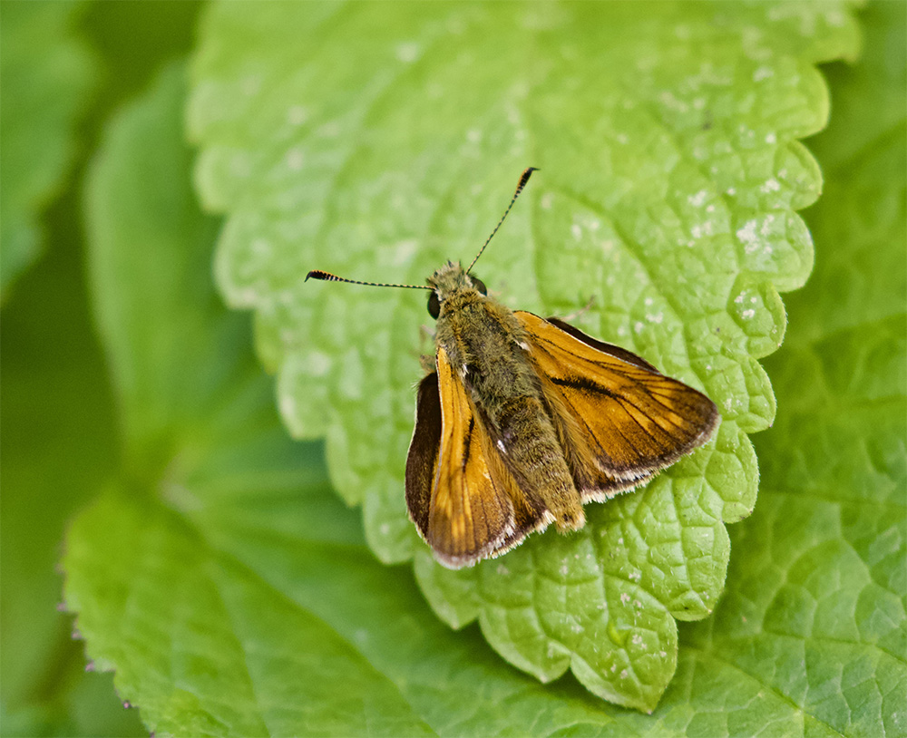 Ochlodes sylvanus 