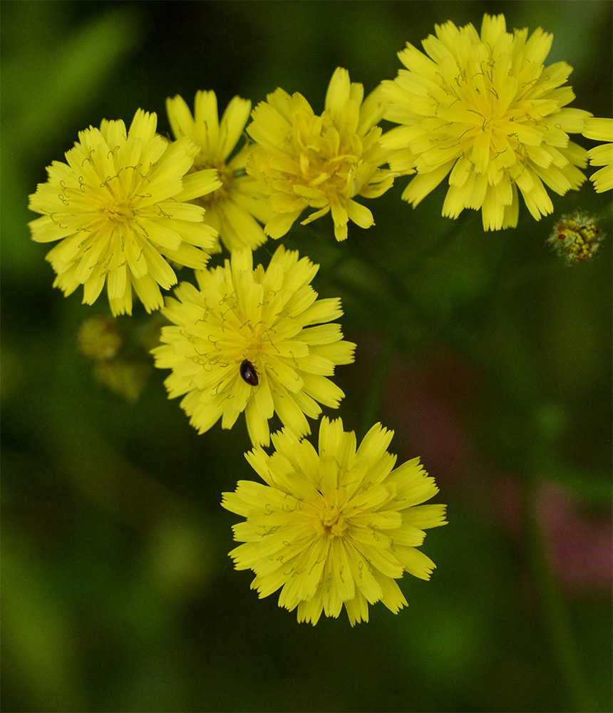 Crepis capillaris