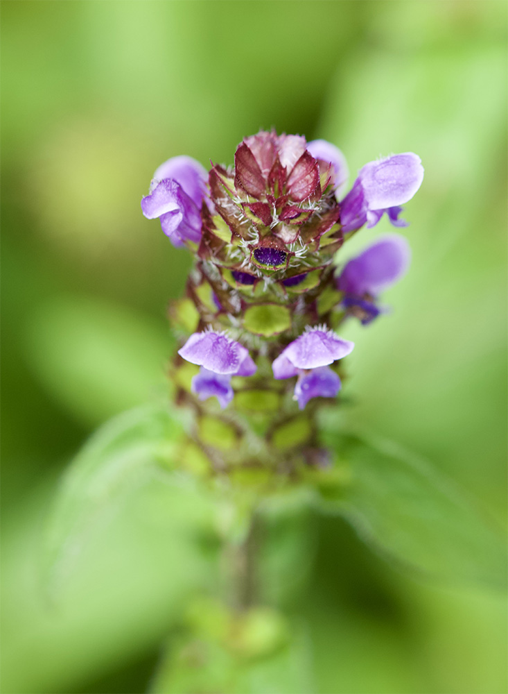 Prunella vulgaris