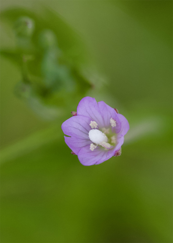 Epilobium ciliatum