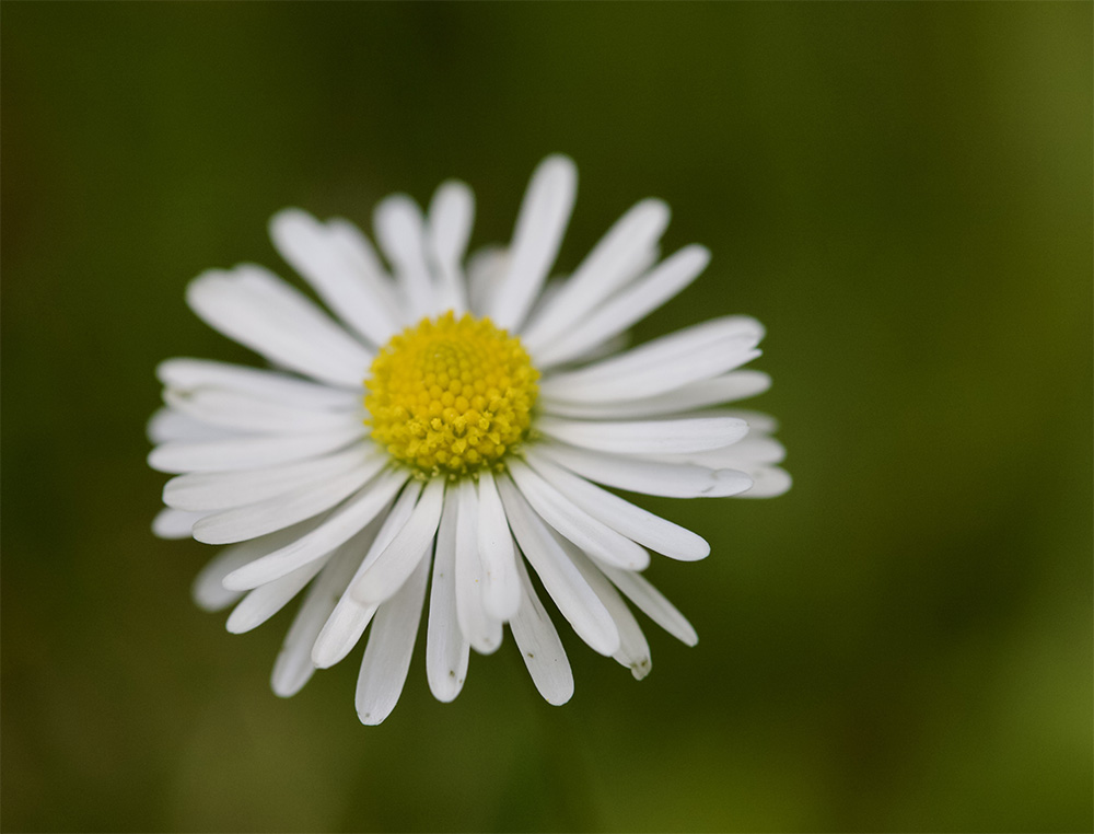 Bellis perennis