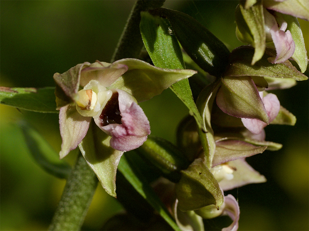 Epipactis helleborine 