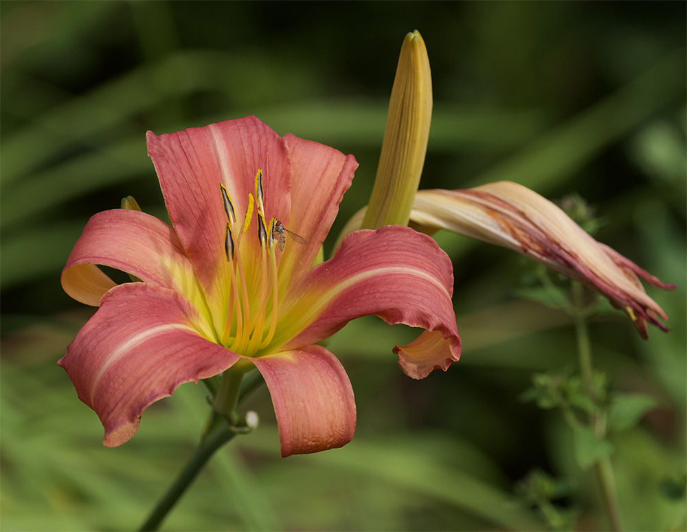 Hemerocallis 
