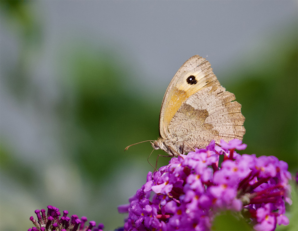 Maniola jurtina 